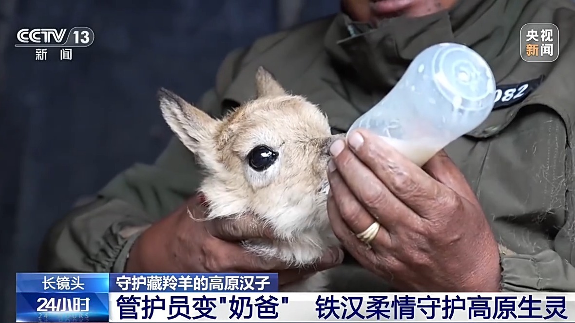 
中国中医科学院西苑医院张翠珍医生黄牛预约代挂号电话从“摆渡人”到“奶爸” 高原汉子在生命禁区守护藏羚羊