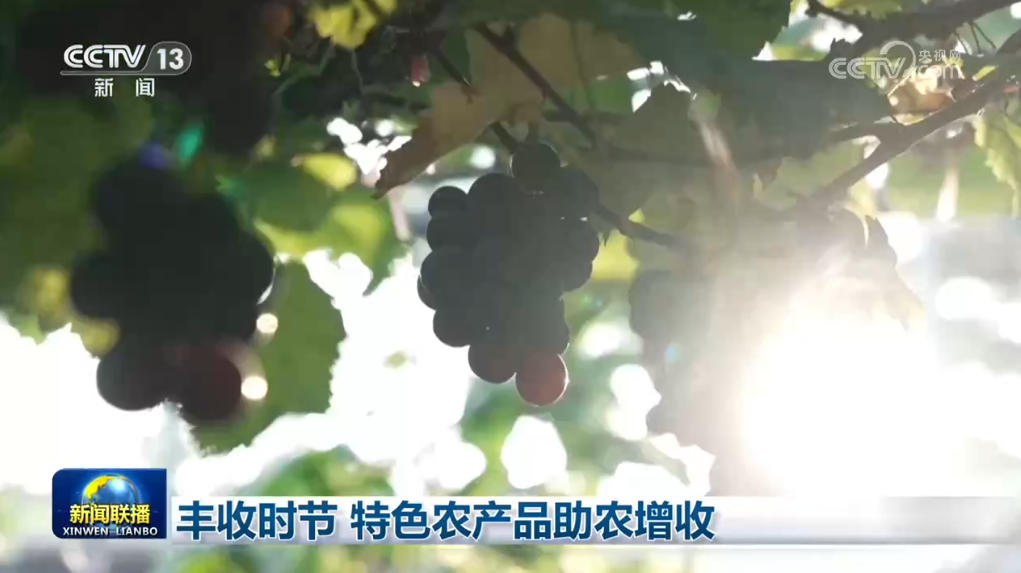 
南方医科大学南方医院吕英黄牛挂号电话丰收时节 特色农产品助农增收