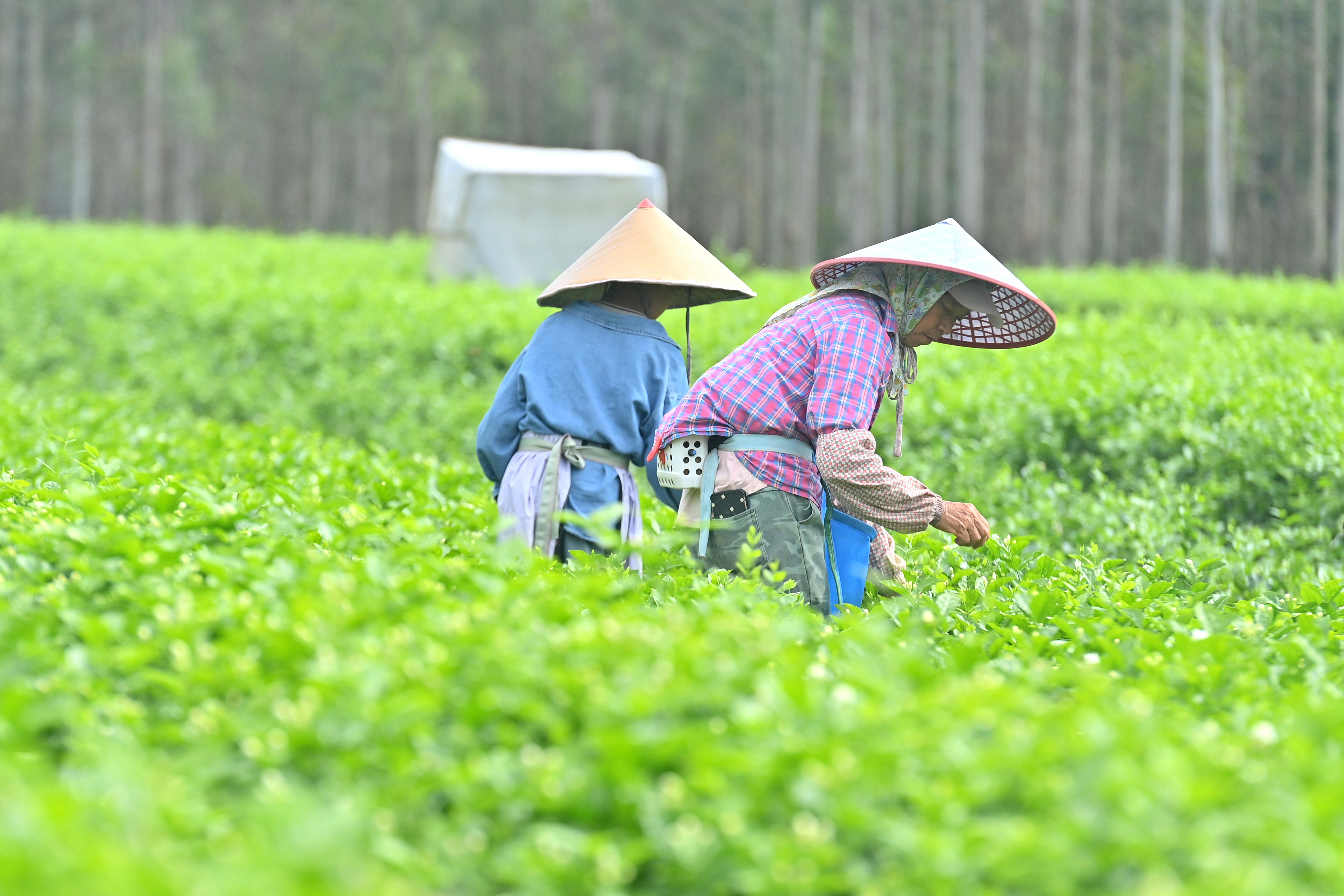 
广东省人民医院黄牛号贩子票贩子代网上预约代挂号电话风雨磨砺香如故