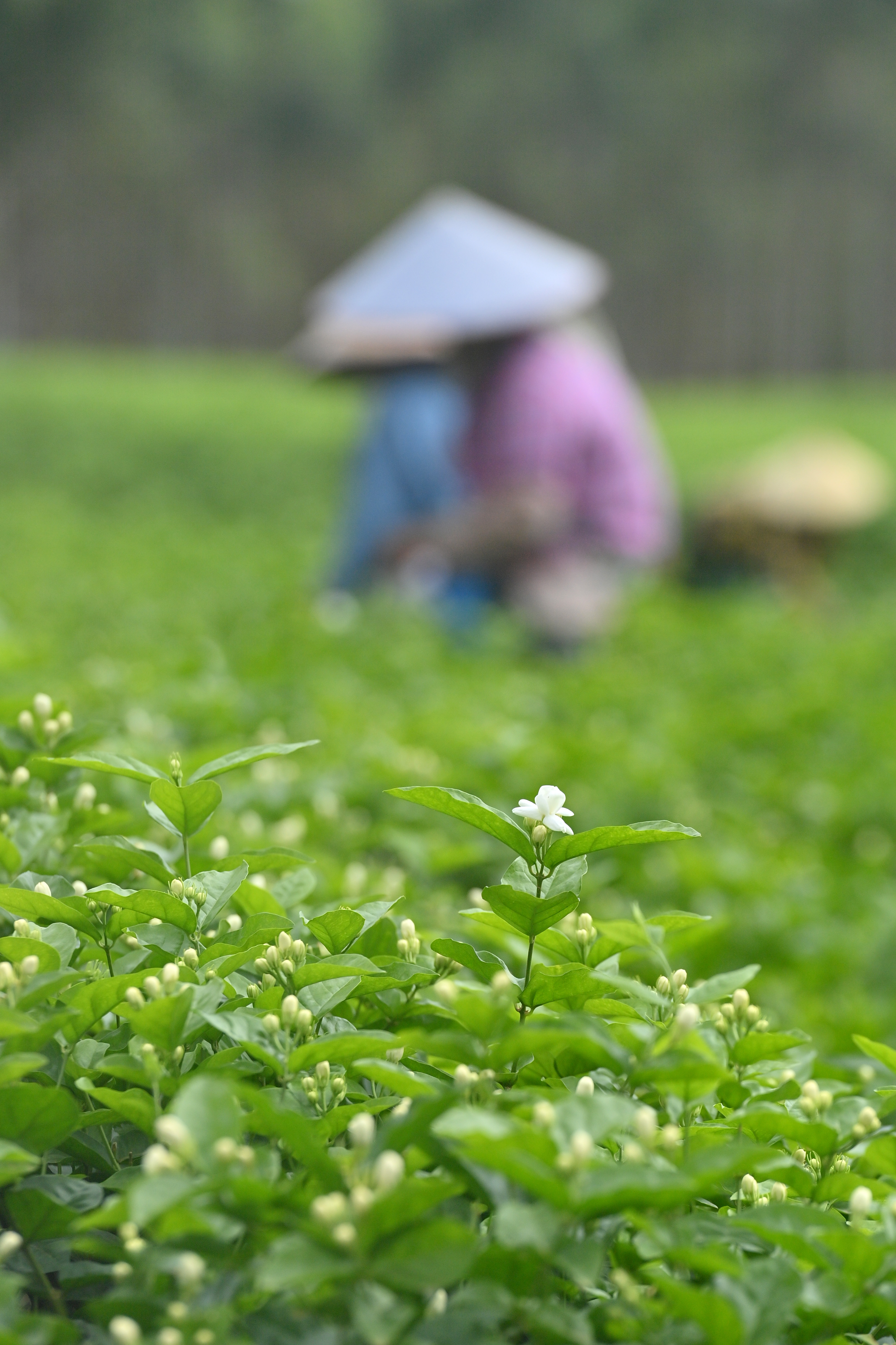 
广东省人民医院黄牛号贩子票贩子代网上预约代挂号电话风雨磨砺香如故