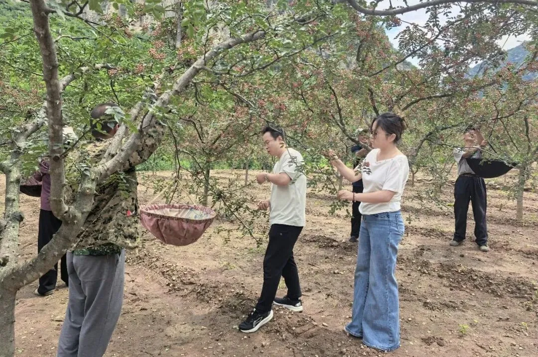 上海岳阳中西医结合医院黄牛号贩子票贩子代网上预约代挂号电话廿四节气 廿四村丨立秋:太行椒红