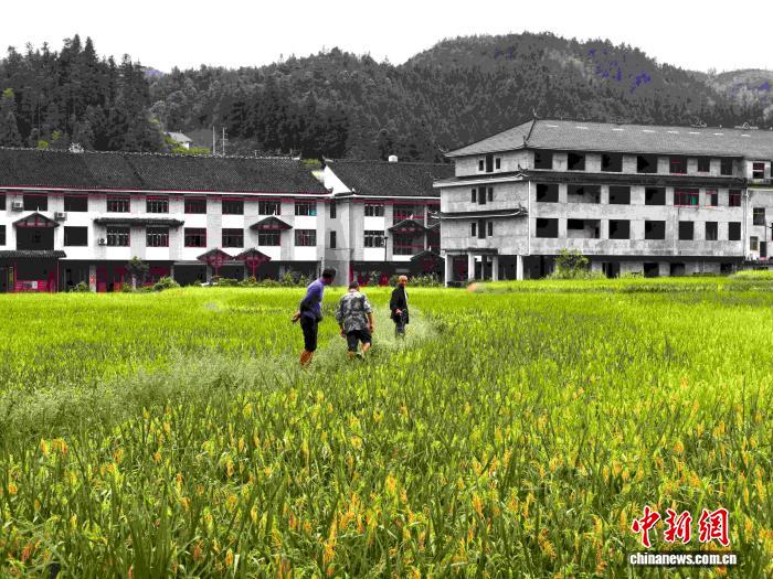 
江苏省中医院黄牛号贩子票贩子代网上预约代挂号电话从“门票经济”到“产业经济” 湖南新化千年梯田“上新”引客来