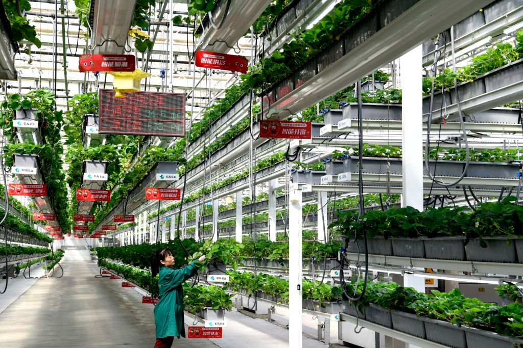 
天津市肿瘤医院张瑾医生黄牛预约代挂号电话我们的“十五五”｜未来五年，田埂上的新希望