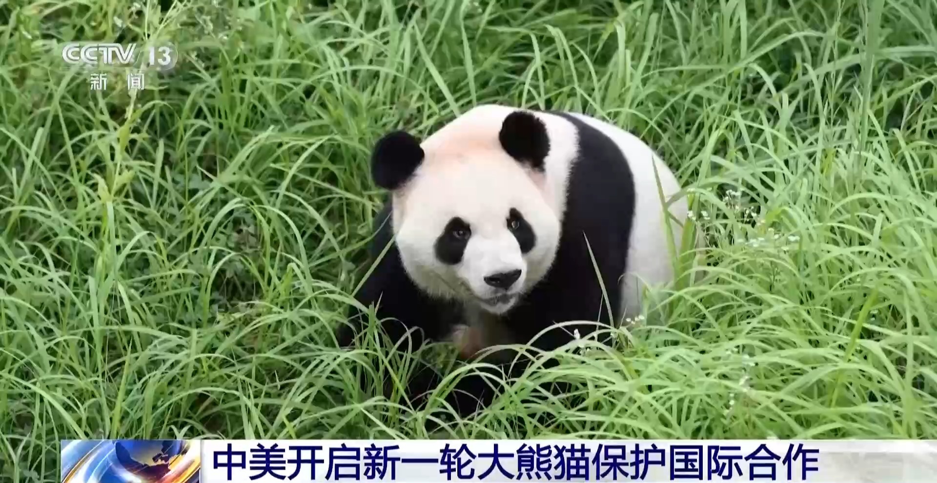 
武警总医院黄牛号贩子票贩子代网上预约代挂号电话视频丨“平平”“福双”将赴美 中美开启新一轮大熊猫保护国际合作