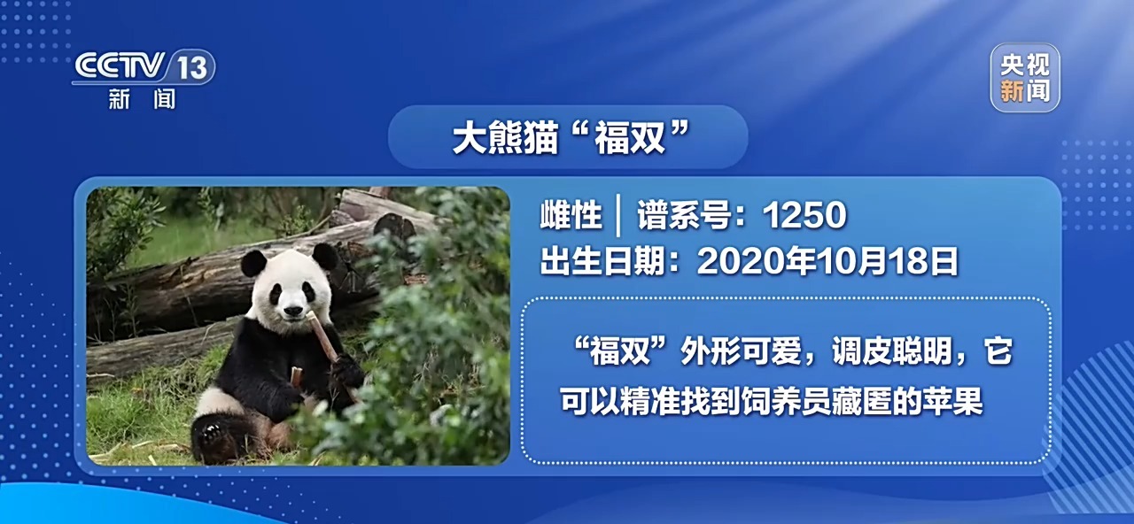 
上海市肺科医院朱余明医生黄牛预约代挂号电话视频丨大熊猫“平平”“福双”已启程赴美
