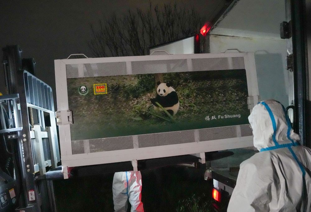 
上海市肺科医院朱余明医生黄牛预约代挂号电话视频丨大熊猫“平平”“福双”已启程赴美
