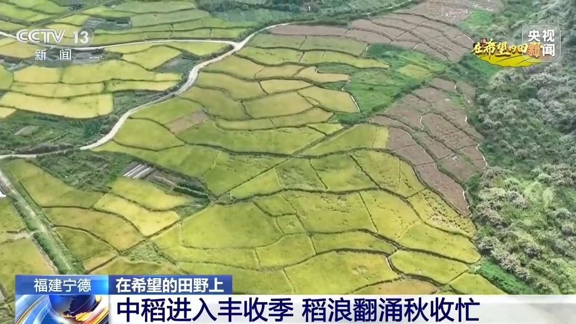 
北京宣武医院林华医生黄牛预约代挂号电话秋收好“丰”景 多地特色农产品迎来采收季