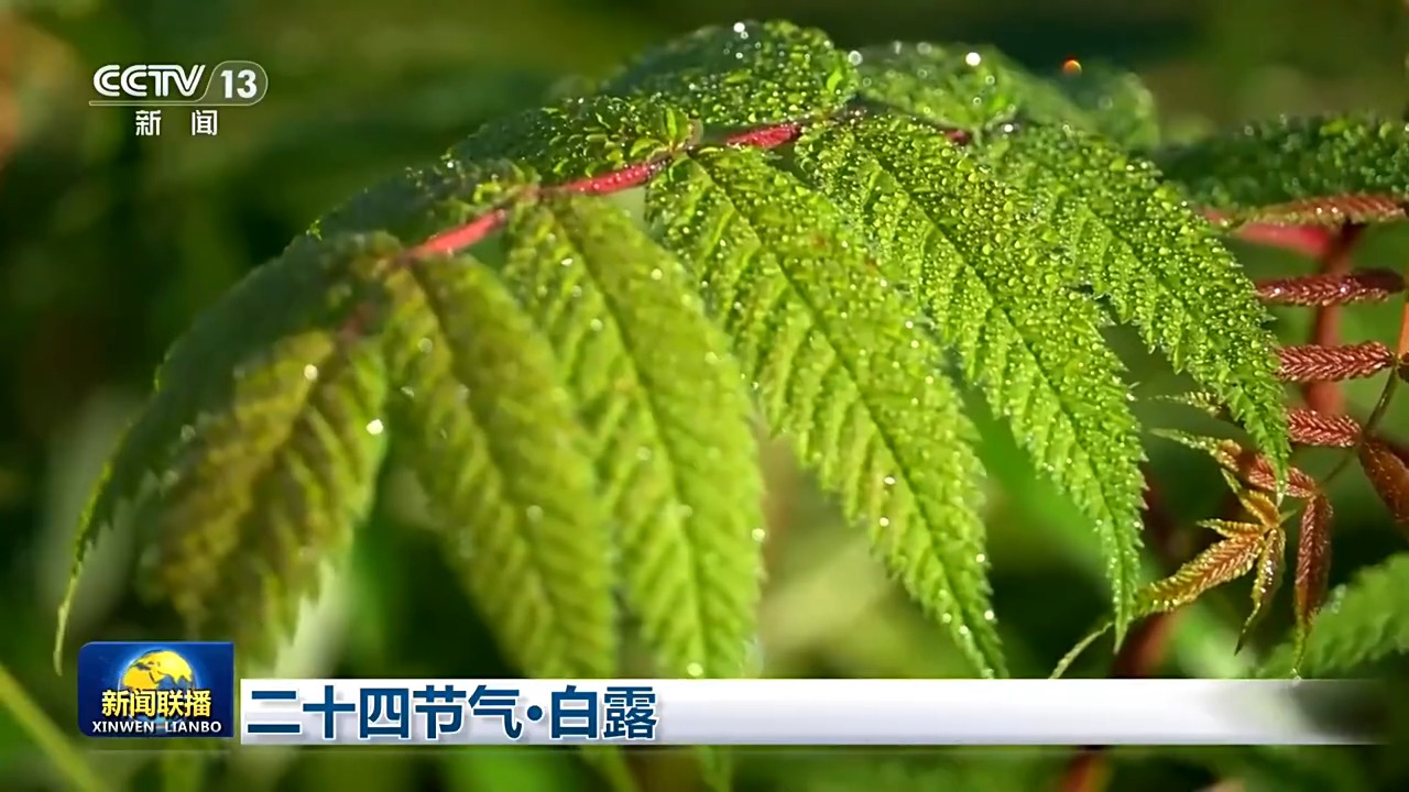 
南京各大医院黄牛挂号电话视频丨二十四节气·白露 寒生露凝 秋色渐浓