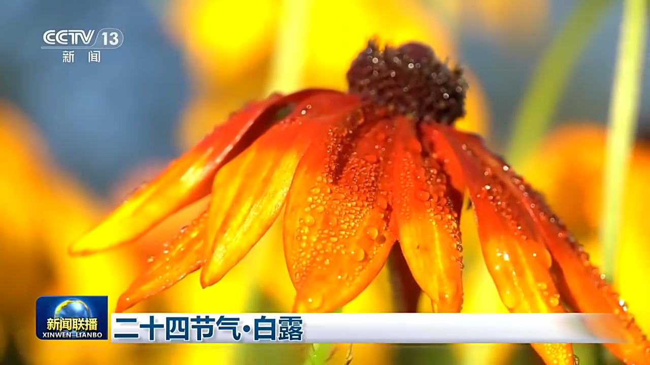 
南京各大医院黄牛挂号电话视频丨二十四节气·白露 寒生露凝 秋色渐浓