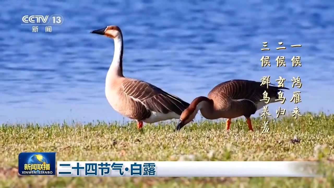 
南京各大医院黄牛挂号电话视频丨二十四节气·白露 寒生露凝 秋色渐浓